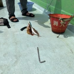 津島でライトジギング