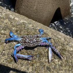 ちょい投げキス釣り