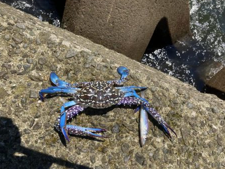 ちょい投げキス釣り