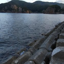 今年初アコウ連続ヒット！