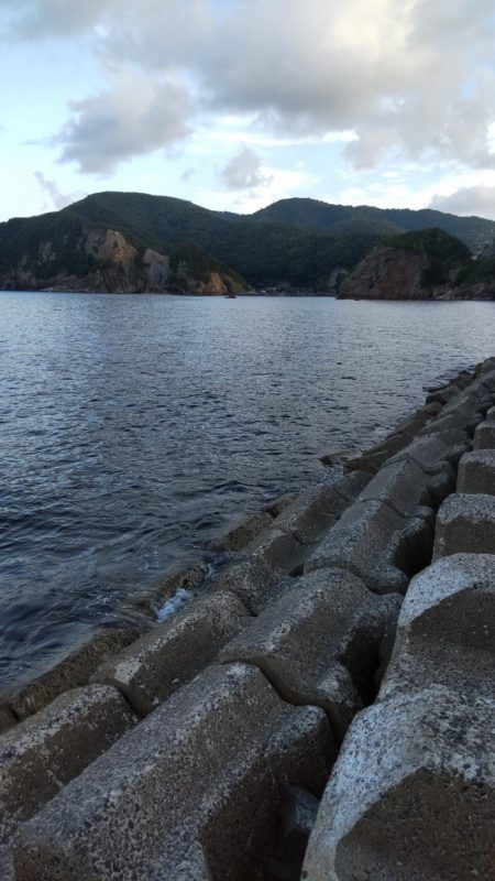 今年初アコウ連続ヒット！