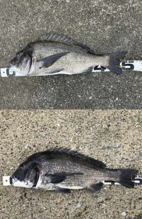 イチノ兄弟、釣果!