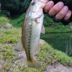 午前中の数釣り！