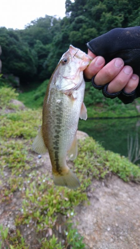 午前中の数釣り！