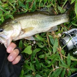 午前中のサイトフィッシング