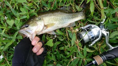 午前中のサイトフィッシング