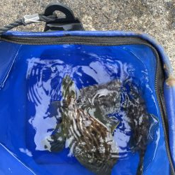 2週連続肝パン！