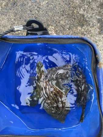 2週連続肝パン！