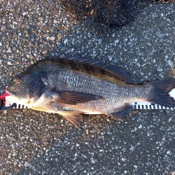 朝マヅメにトップで