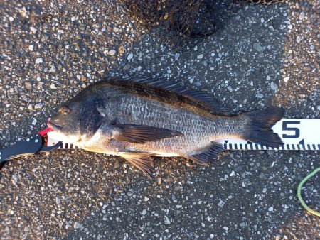 朝マヅメにトップで