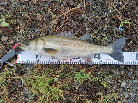 雨風が多少落ち着いたので出撃しました。