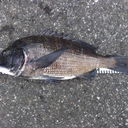 年無し2連続ヒット