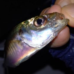 お盆は雨なので