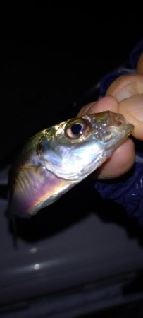 お盆は雨なので