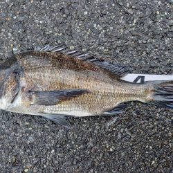 下げ潮三分でいいサイズゲット