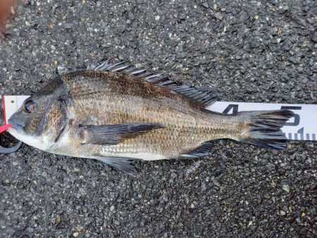 下げ潮三分でいいサイズゲット