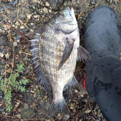 雨だから警戒心が薄いと思ったが・・・