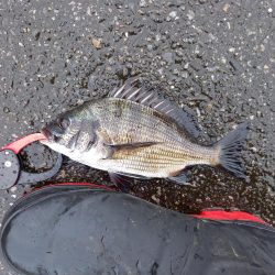 久しぶりに爆釣モード突入