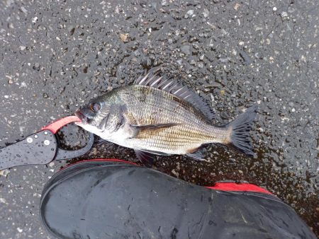 久しぶりに爆釣モード突入