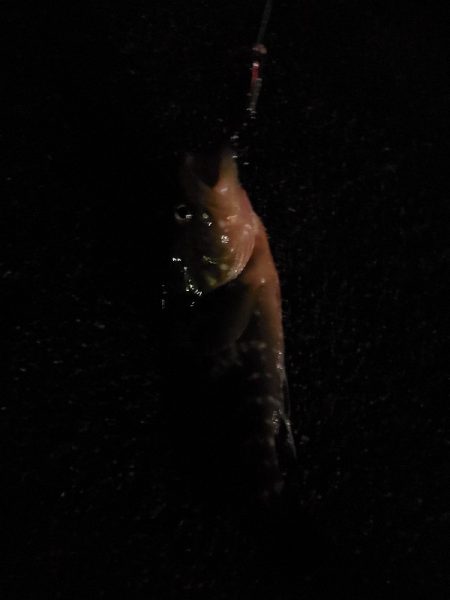 ロックフィッシュ