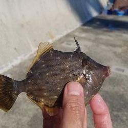 久しぶりのこぶ無し