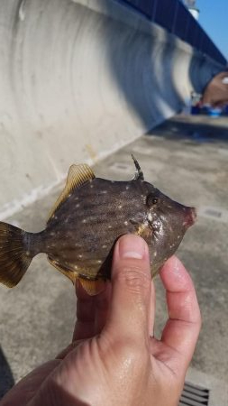 久しぶりのこぶ無し