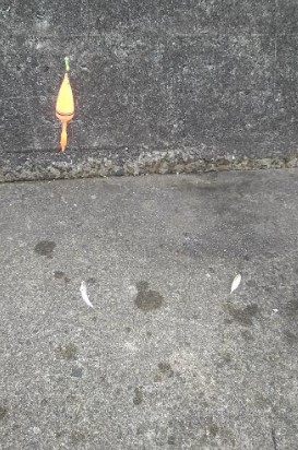 苦戦苦戦の最近でしたが早朝釣りでなんとか2～3日分の晩御飯には（＾＾）