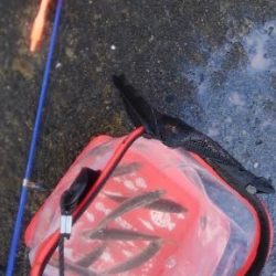 雨の切り目でアジをお狙いスクランブル発信！！