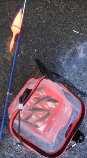 雨の切り目でアジをお狙いスクランブル発信！！