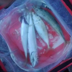 夕飯のアジ狙い!!大苦戦。。。