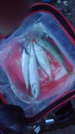 夕飯のアジ狙い!!大苦戦。。。