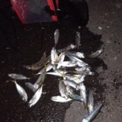 豆アジの連発～！