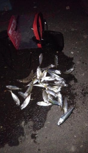 豆アジの連発～！