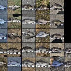 イチノ兄弟、釣果！