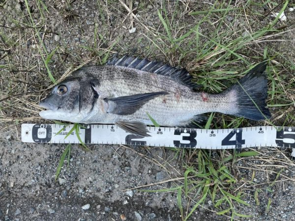 イチノ兄弟、釣果！