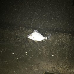 激シブ　ヘチ釣りでチヌ37cm