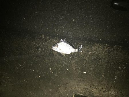 激シブ　ヘチ釣りでチヌ37cm