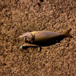 深夜のライトゲーム