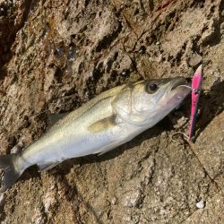 シーバス青物調査