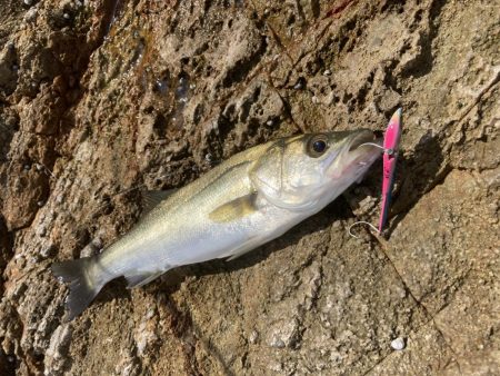 シーバス青物調査