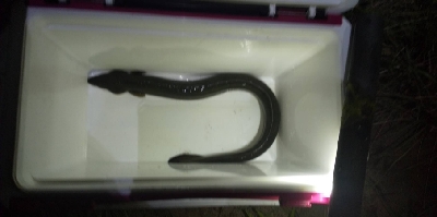 釣れるとは思ってなかった