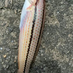 源一郎の鱗付けしたくて…超満員のマリーナ(*_*)