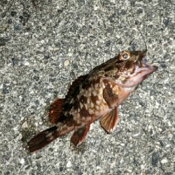 沖堤で青物リベンジ！ヤバかったけど…