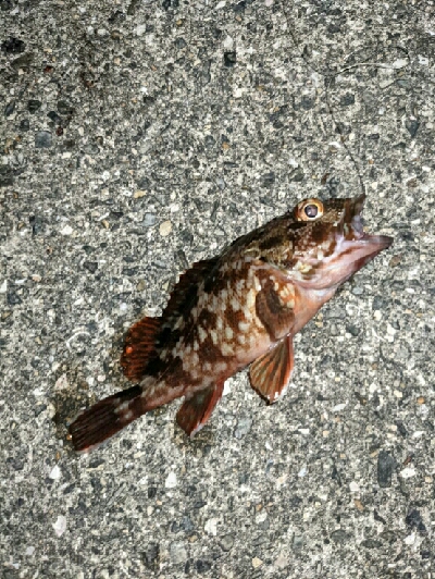 沖堤で青物リベンジ！ヤバかったけど…