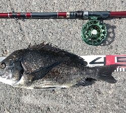 イガイやフジツボでも釣れました