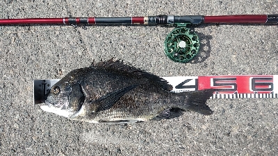 イガイやフジツボでも釣れました