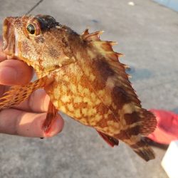 淡路島の夜釣り