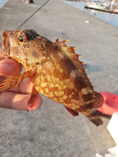 淡路島の夜釣り