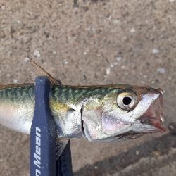 7月最終日サバ成長中