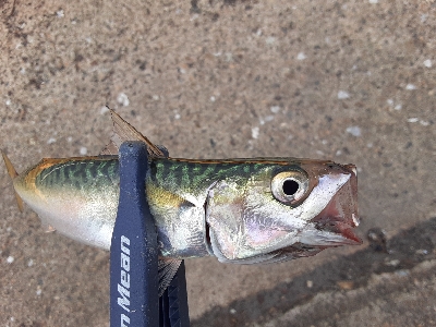 7月最終日サバ成長中